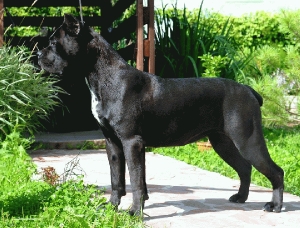 Carlota Dell *Appio