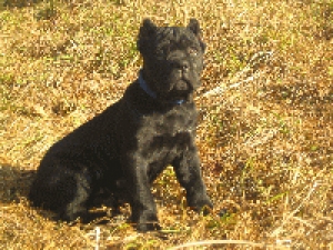 Ollada Arlekin Suita