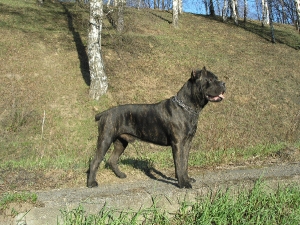 Ollada Arlekin Kortes
